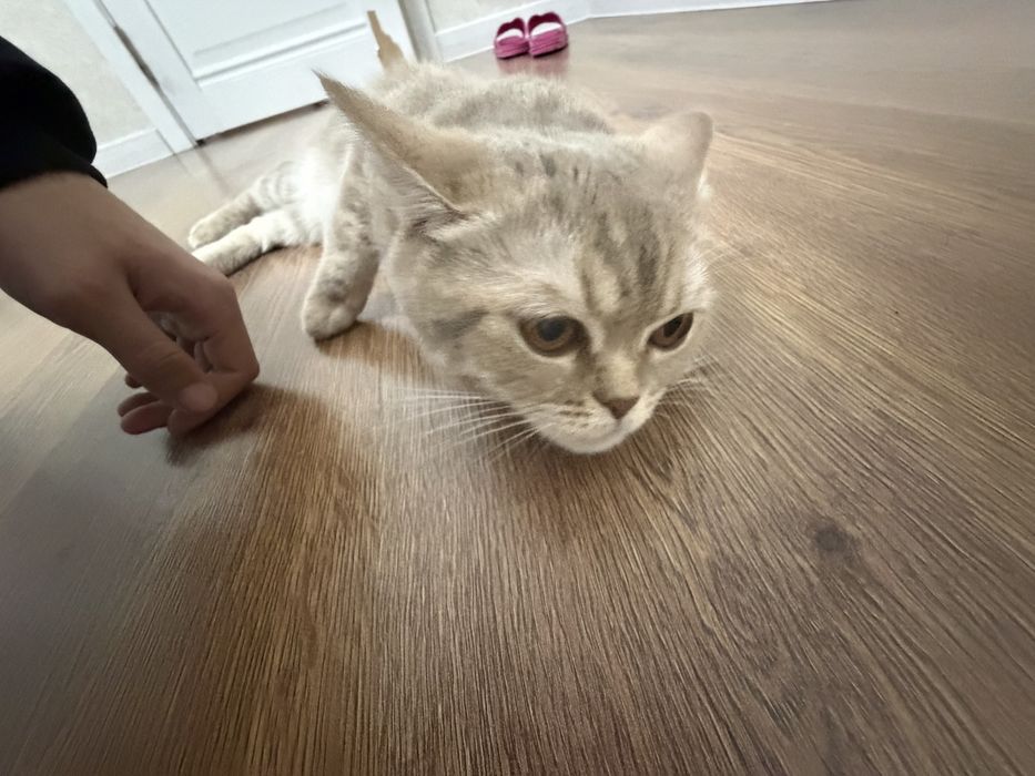 Кошка британская