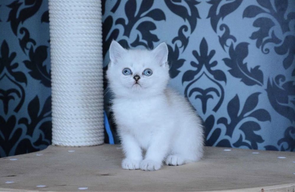 Продается котята серебристая шиншила