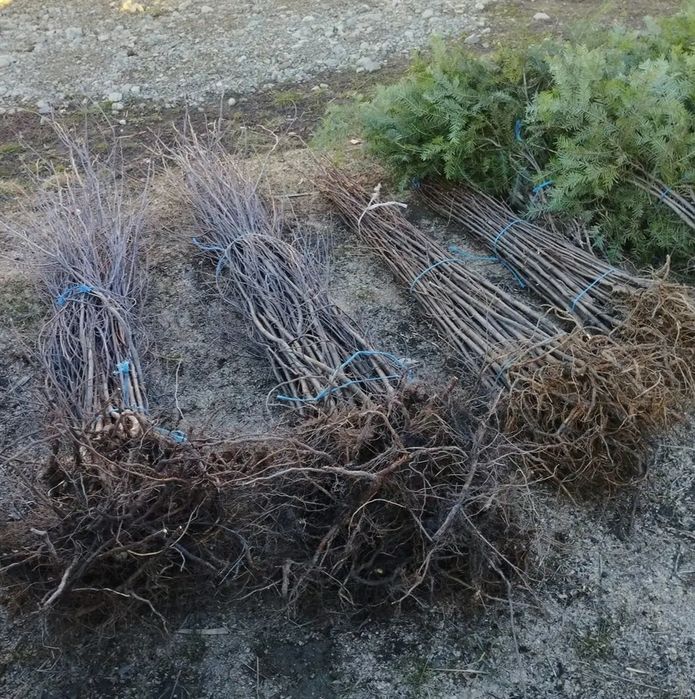 Vând puieți de replatare salcâm brad molid salci