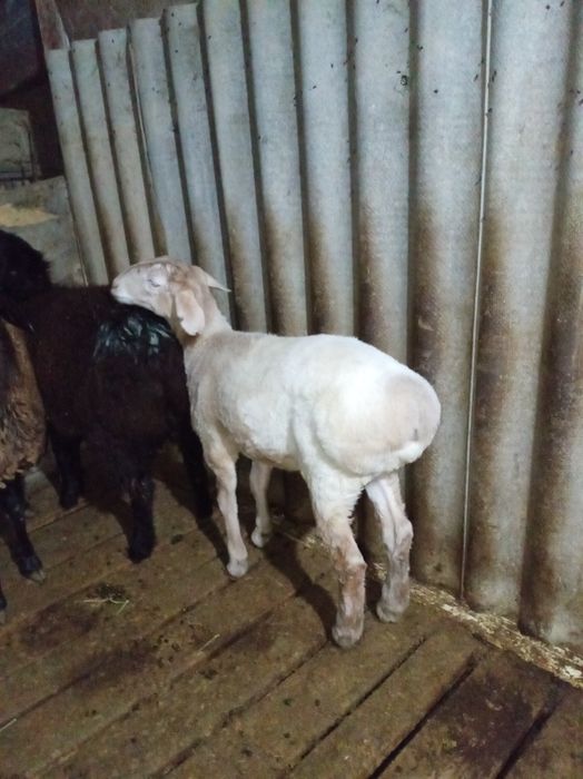 Семіз тоқтылар сатылады