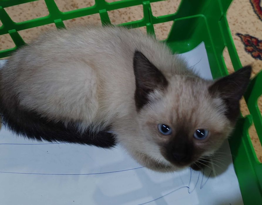 Котенок сиамский