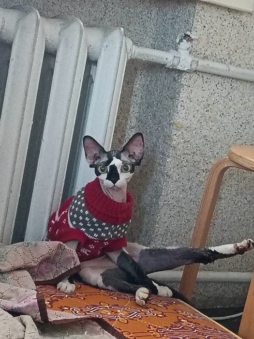 Отдам кошку сфинкс