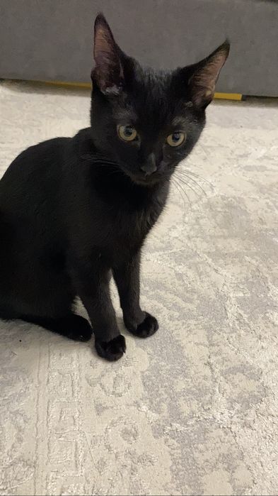 Отдаю котенка в хорошие руки