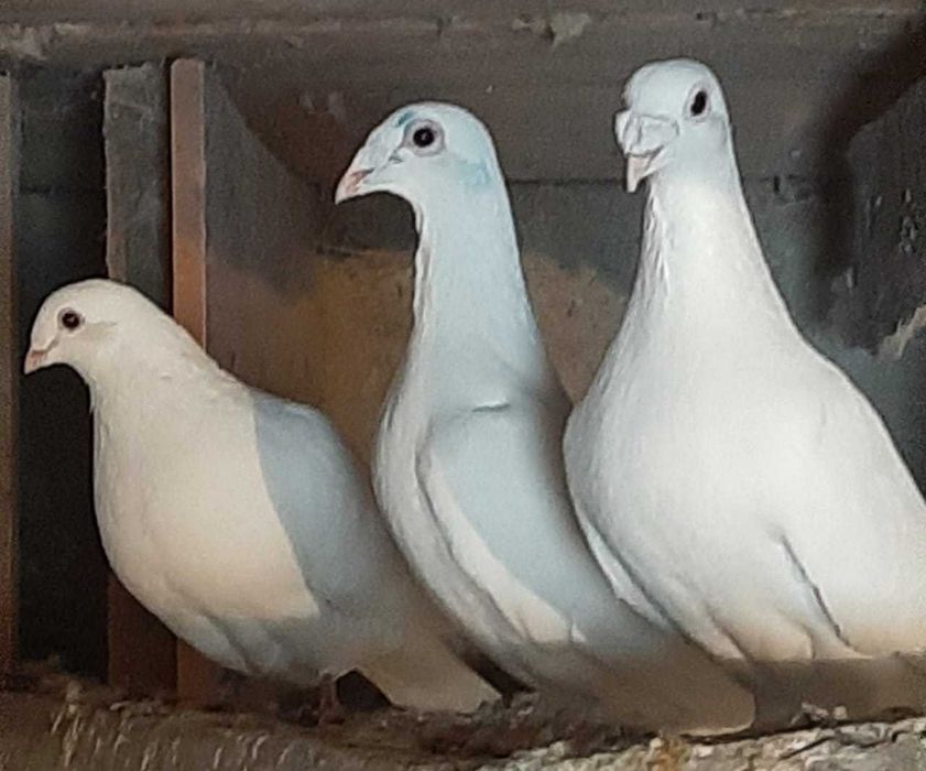 Голуби на мероприятия