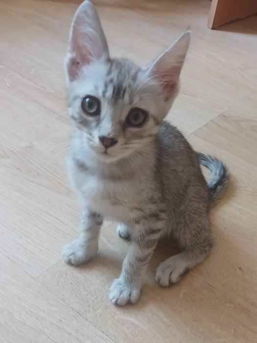 Котята.      !      .