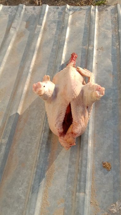 Продаю мясо домашней птицы .