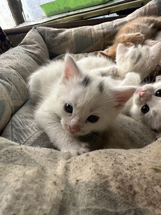 Отдам котят 2 месяца