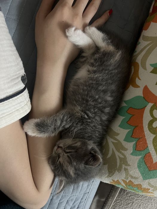 Шотландская девочка-котенок ищет новый дом!