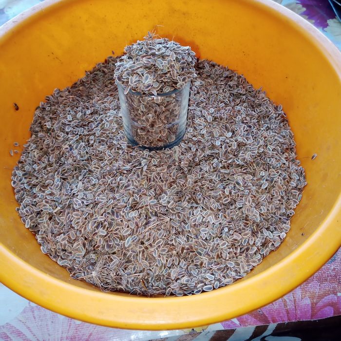 Продам семена укропа