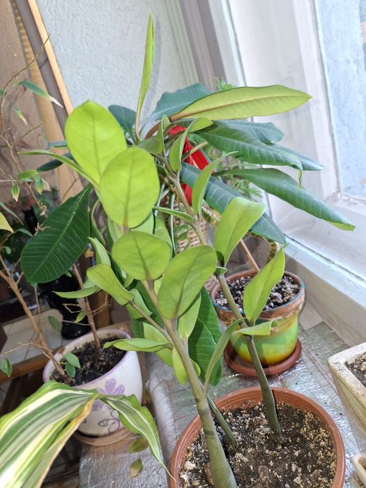 Комнатные растения и цветы