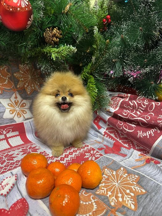 Продам шпица девочку