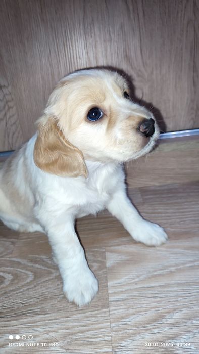 Спаниели. Щенки спаниеля