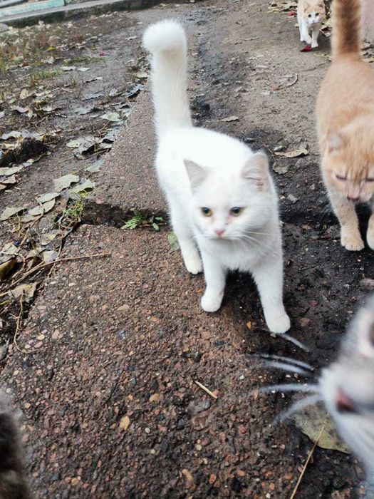 Кошечки в добрые руки