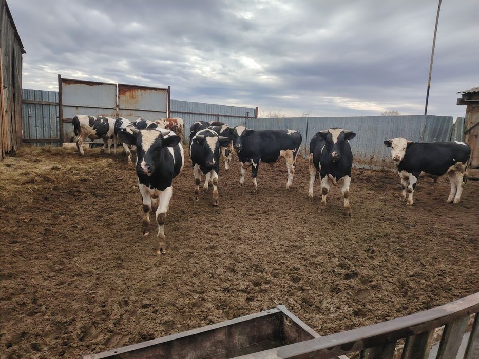 Продам быков 11 голов