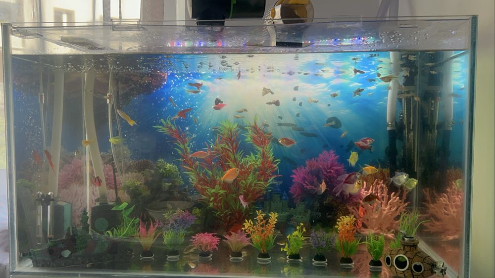 Vand acvariu cu pesti