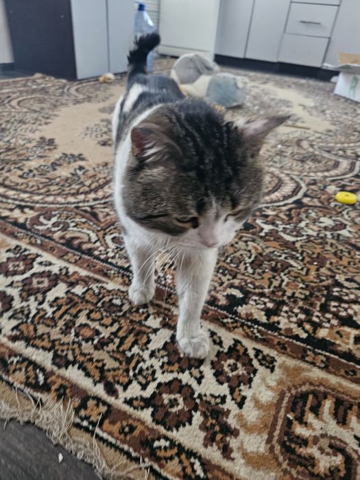 Отдадим в хорощие руки