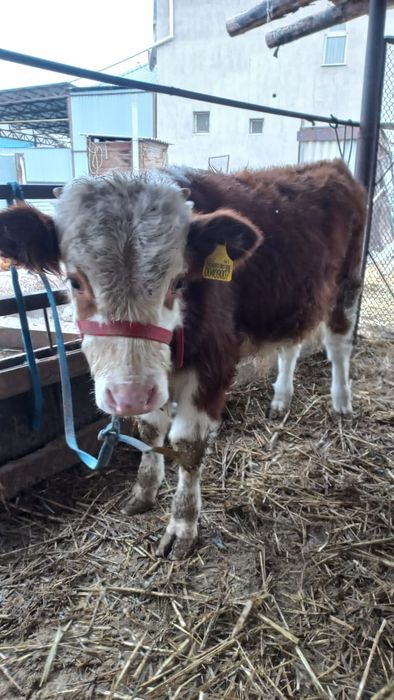 Кой,сиыр,каз сатылады