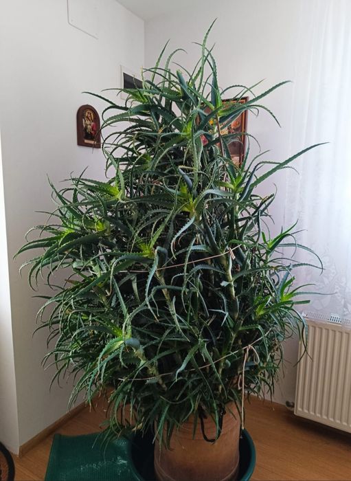 Aloe Arborescens uriașă