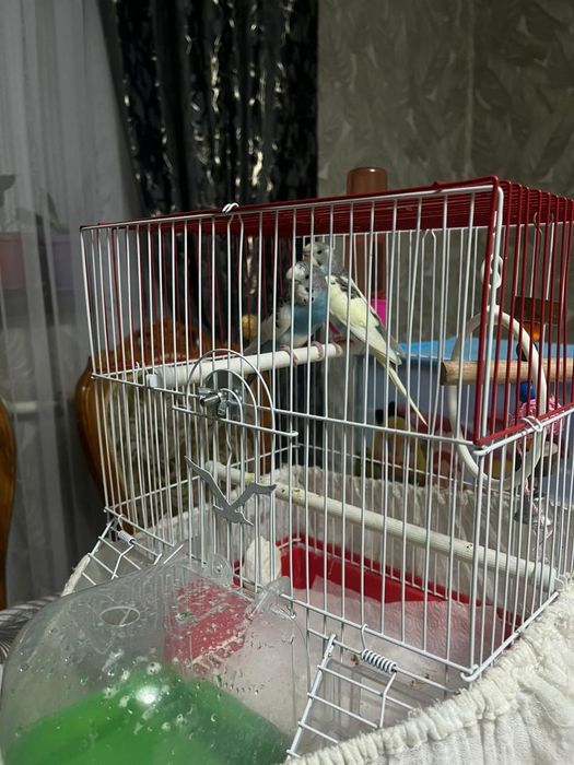 Продам волнисти попугай