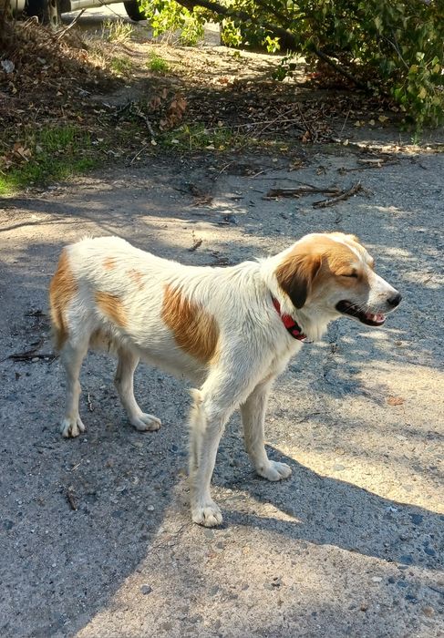 Подарява се кученце Макс