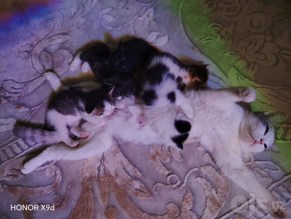 Отдам даром котята