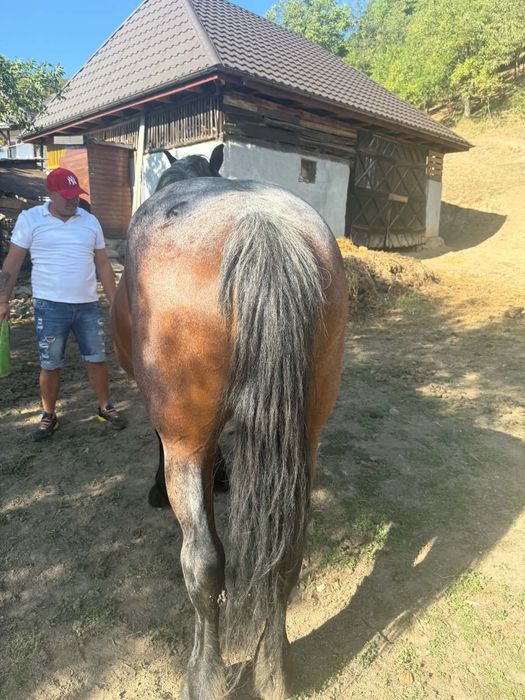 Iapă  bună de vânzare citiți anunțul
