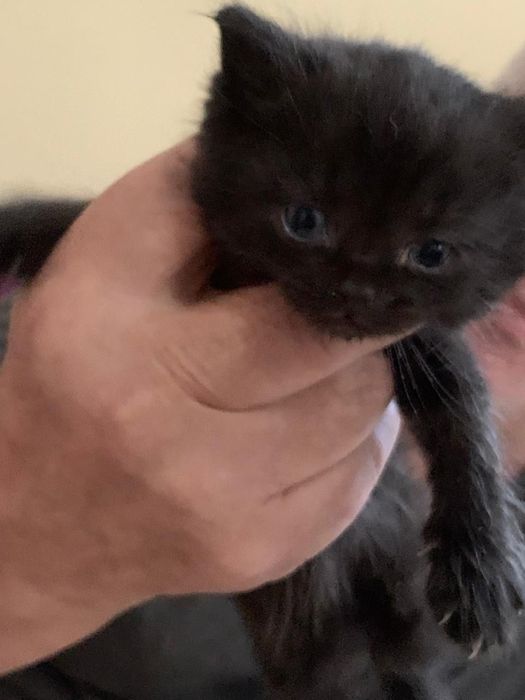 Котята дымчатые! Отдам в добрые руки