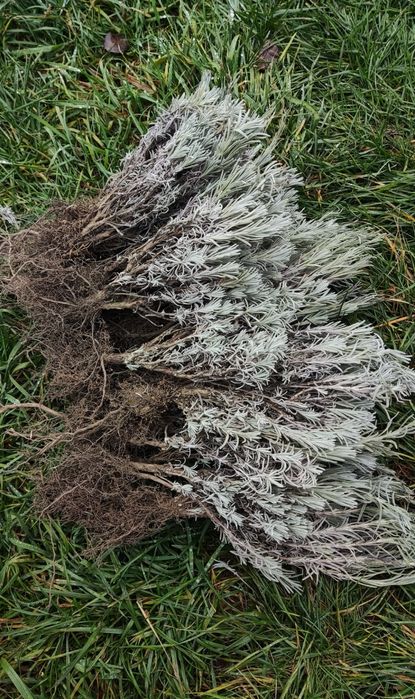 Butași de lavandă anul 1, 3 lei butașul