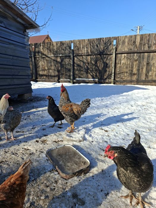 Vând cocoși tineri