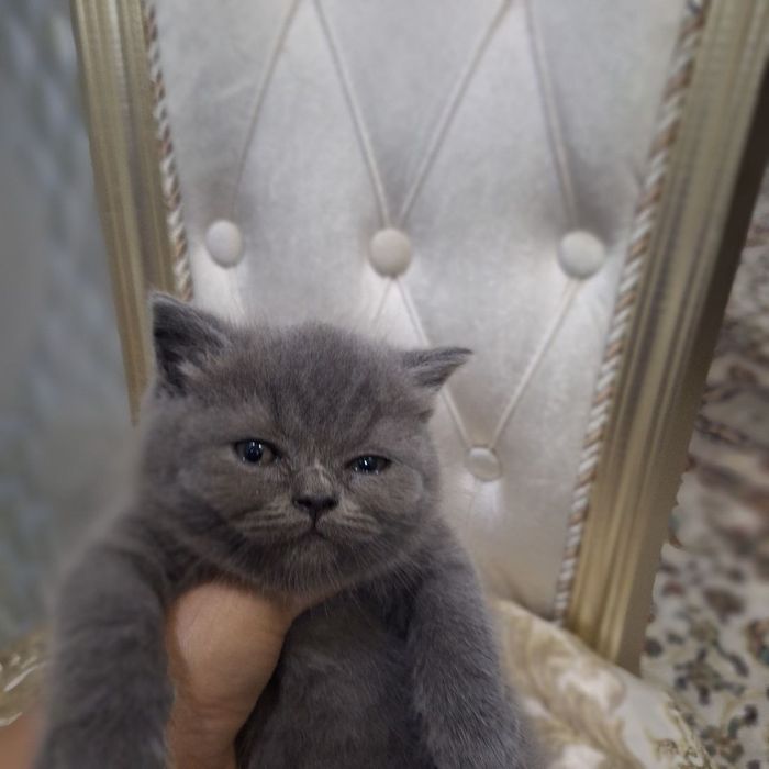 Scottish fold sotiladi soglom