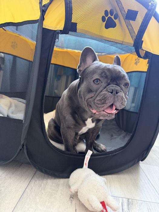 Продам француского бульдога