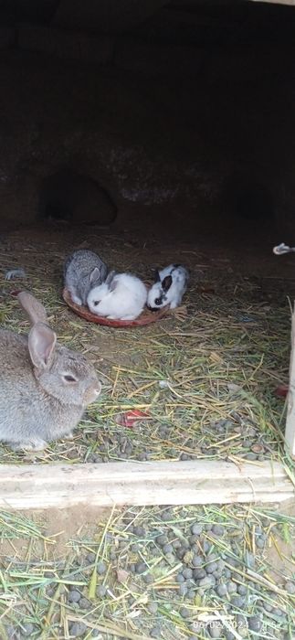 Қуйон сотилади 50 000дан