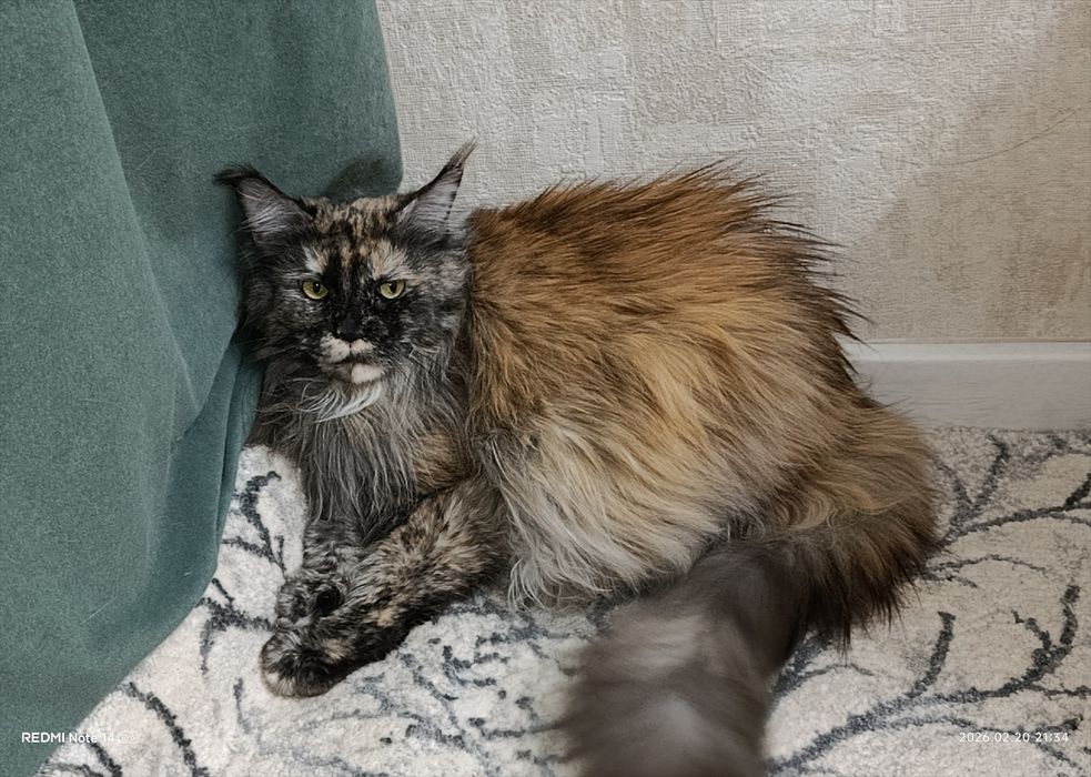 Срочно продается кошка Мейн - Кун