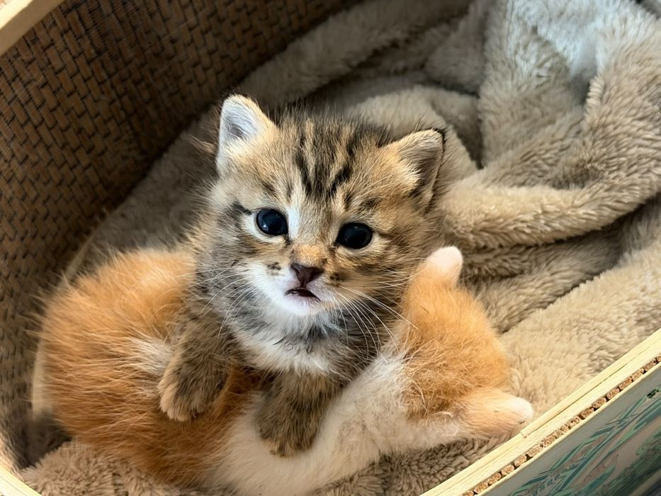 Котята маленькие