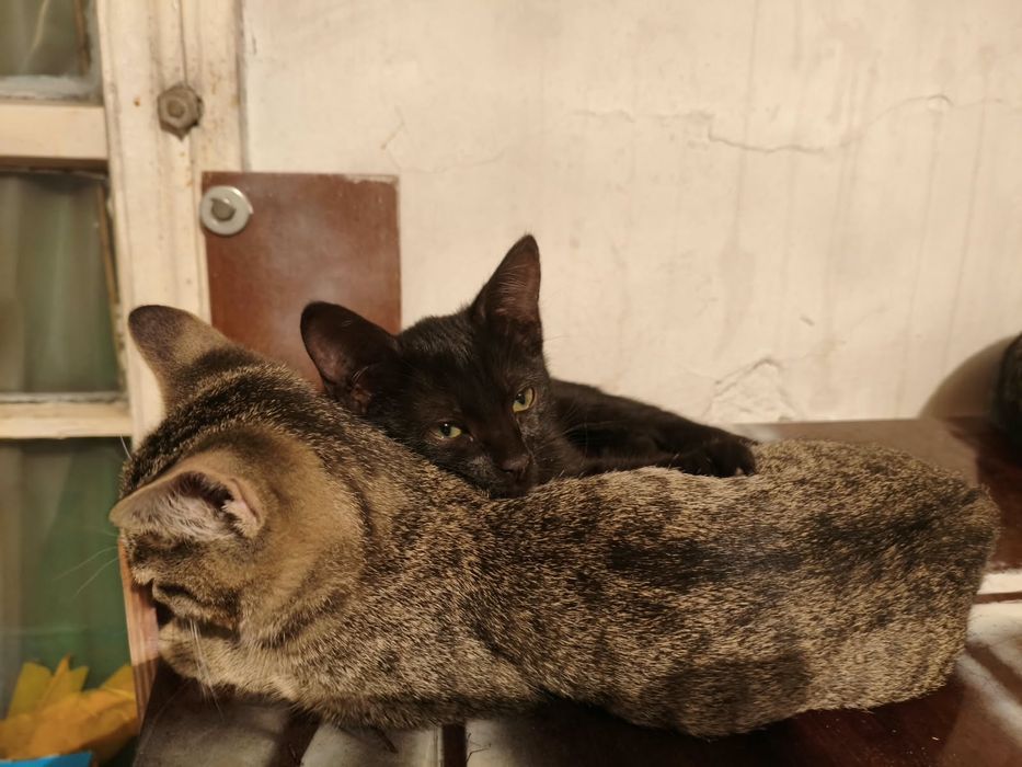Отдам котенка 3 месячный