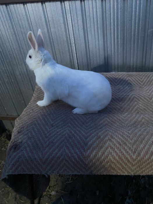 Disponibila o femela pitic