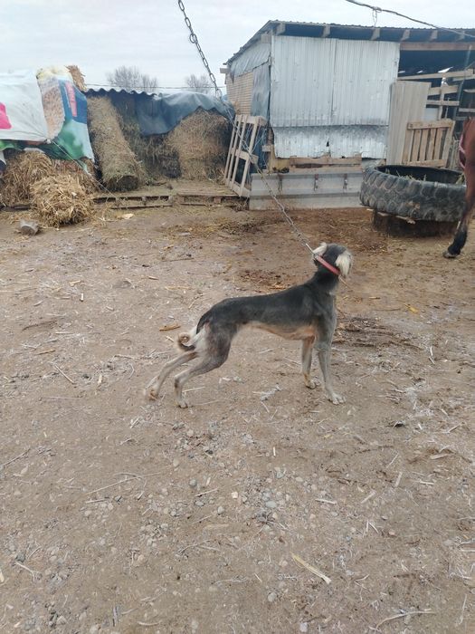 Тазы ит  сатылады