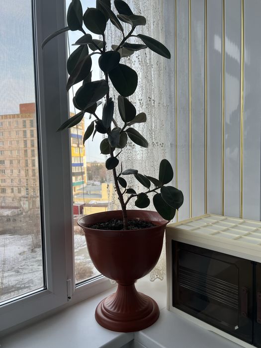 Комнатные большие цветы