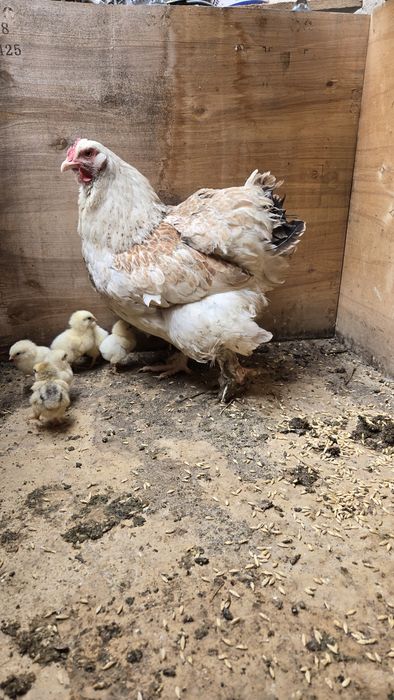 Продам цыплят и курицу