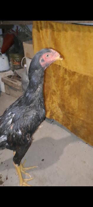 Дакан, бойцовский. Шамо