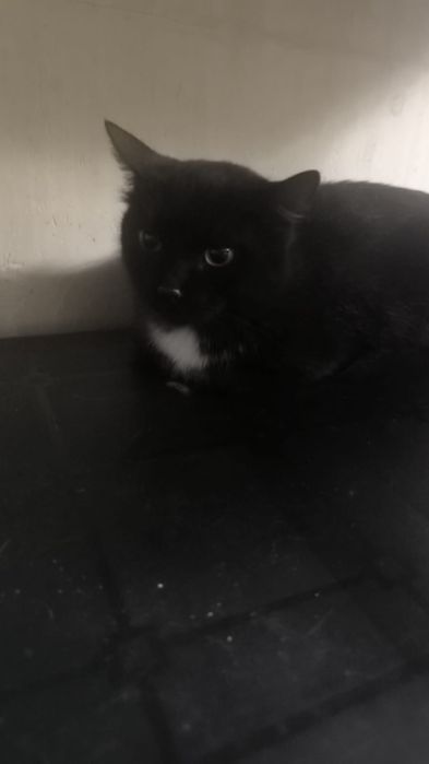 Ищем семью для кошки