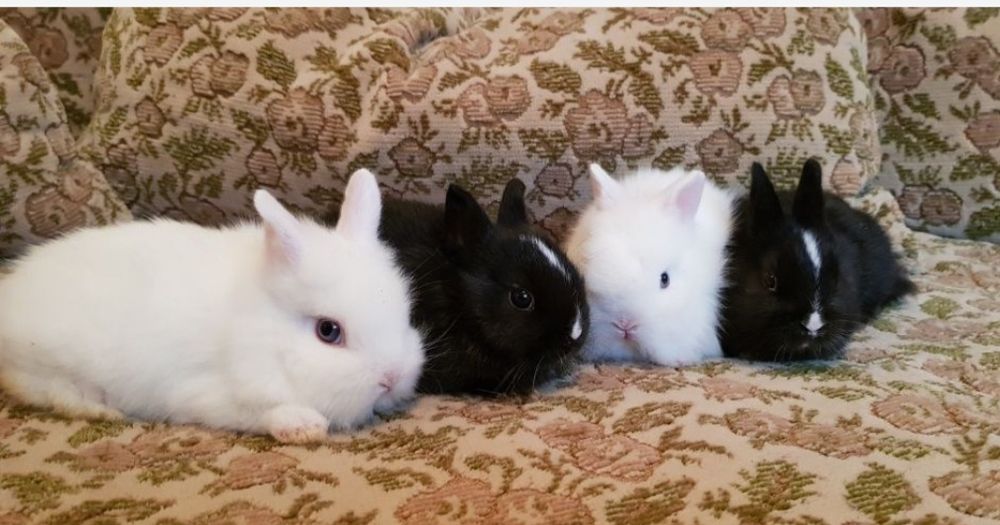 Cap de leu pitic iepurasi de companie