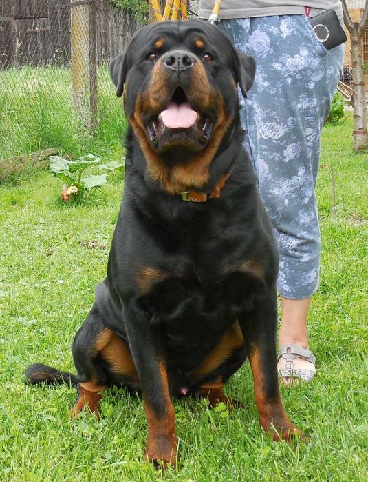 Pui rottweiler cu Pedigree Talie mare