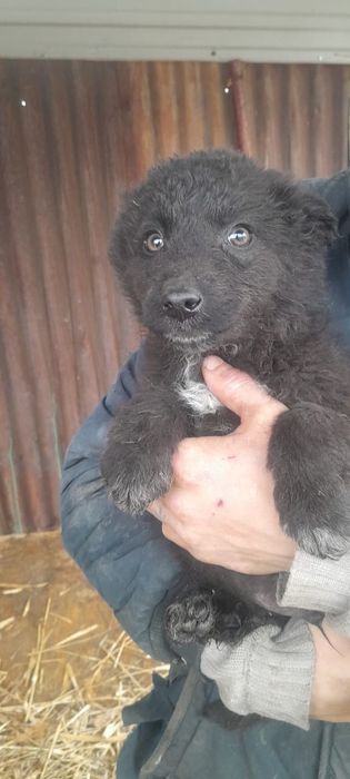 Щенята в добрые руки