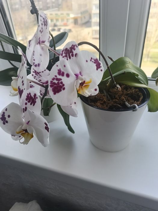 Продам орхидею..