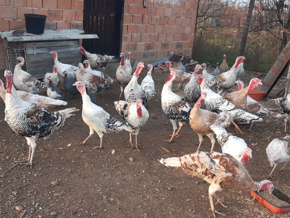 Vând curci de casă