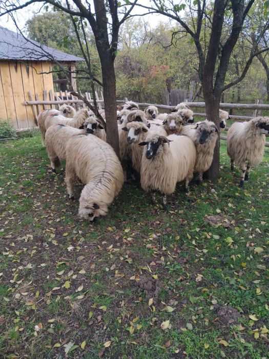 Vând 15 Mioare frumoase. Romos • OLX.ro