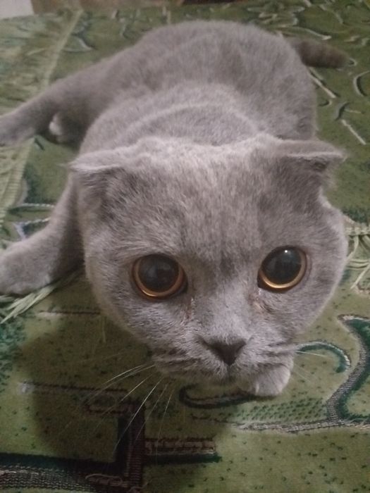 Вязка  Котов. вислоухие, британцы