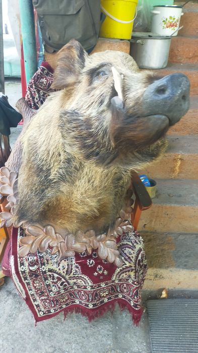 Продам натуральное чучило