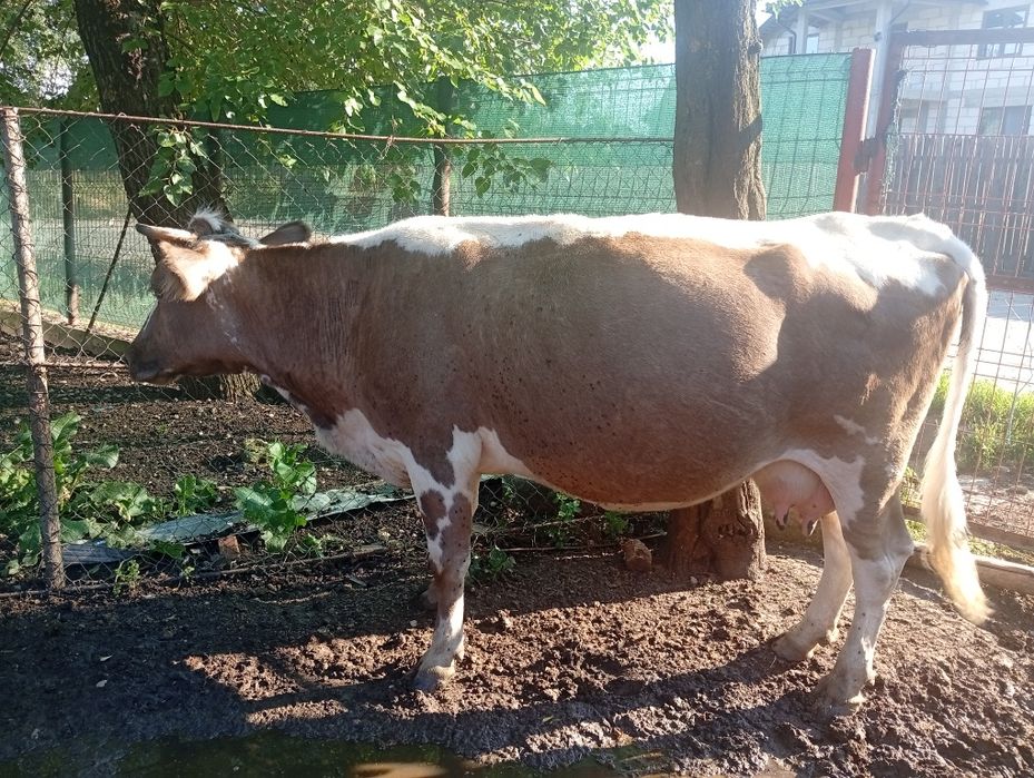 Vând vaca de lapte